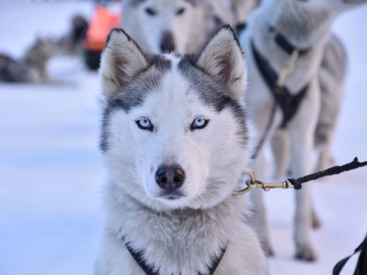 Escursioni invernali in Alta Badia: siete pronti? Escursioni invernali in Alta Badia: siete pronti?